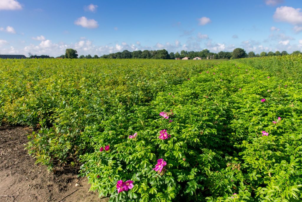 website rosa rugosa